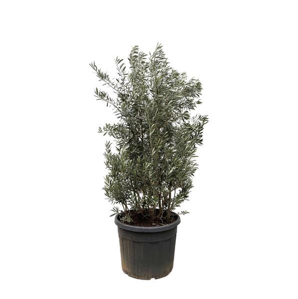 Olea Europaea struik - 225cm- ¯50