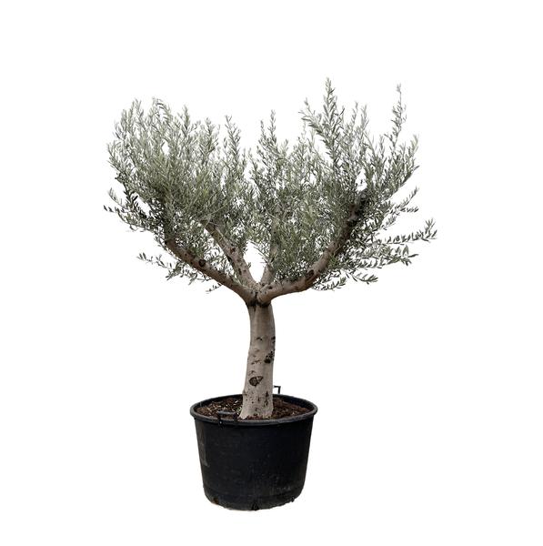 Olea Europaea Cultivo - 250cm- ¯80