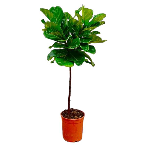 Ficus Lyrata stam - 130 cm - ¿24