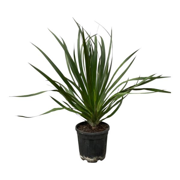 Dracaena Draco - 100 cm - ¯24cm