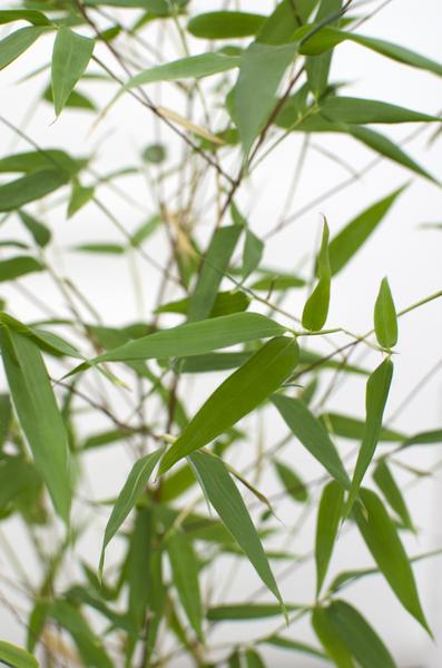 Phyllostachys 'Bissetii' - Groene stam bamboe - Ø14cm - ↕40cm