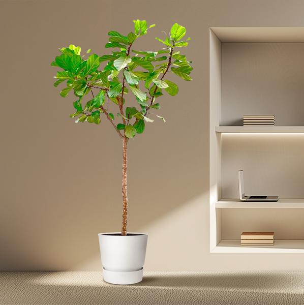 Ficus Lyrata boom XXXL - 300cm - ¿55