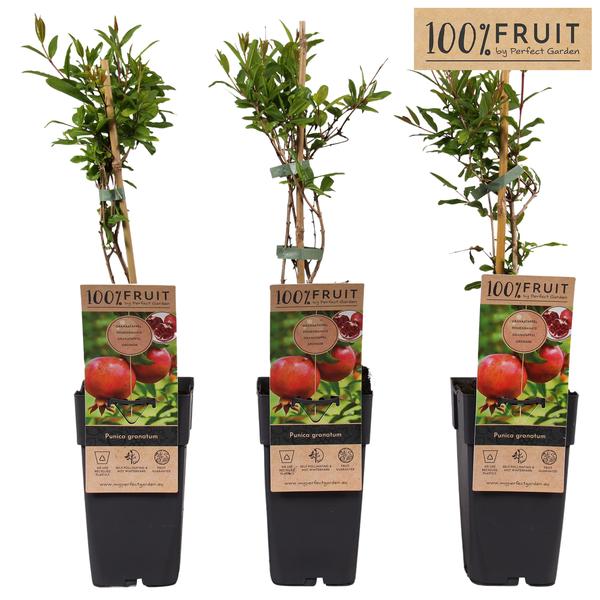 Punica Granatum - Ø15cm - ↕65cm