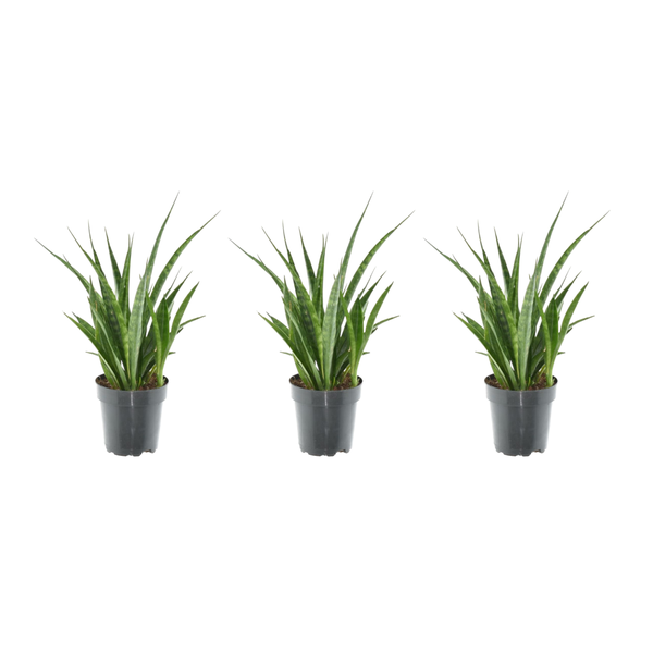 3x Sansevieria Kirkii - 38 cm - ¿12