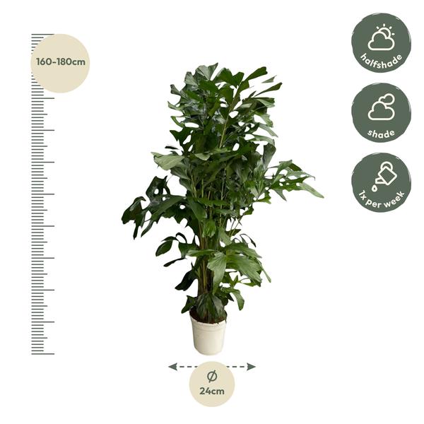 Caryota Mitis - 170 cm - ø24