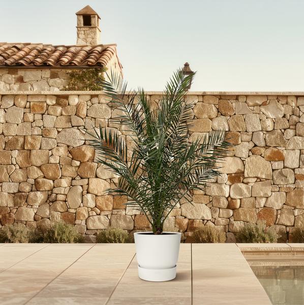 Phoenix Canariensis - 180cm- ¯25