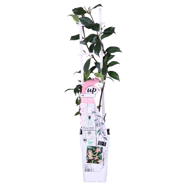 2x - Trachelospermum 'Star of Ibiza' - _65cm - ¯15