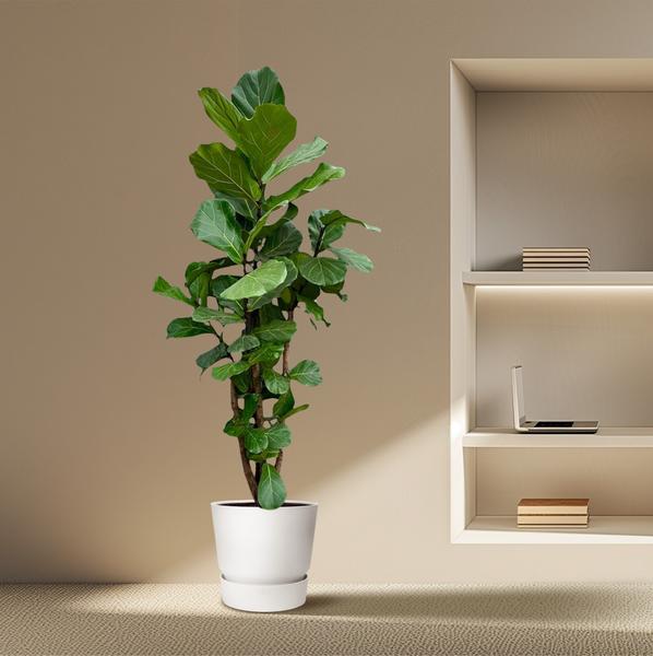 Ficus Lyrata vertakt XXL - 220cm - ¿40