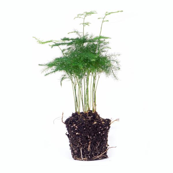 Asparagus Setaceuse Plumosus Ð Sierasperge - Terrarium plant - Potmaat 6