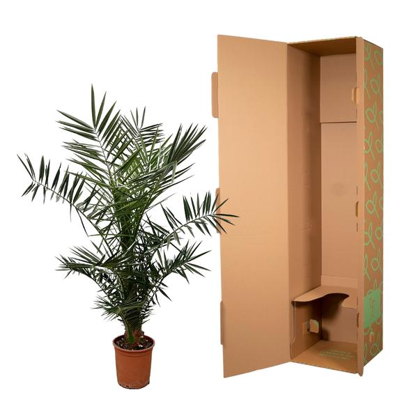 Phoenix Canariensis - 130cm- ¿20