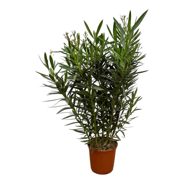Nerium Oleander struik met roze bloem - 160 cm - ¯30cm