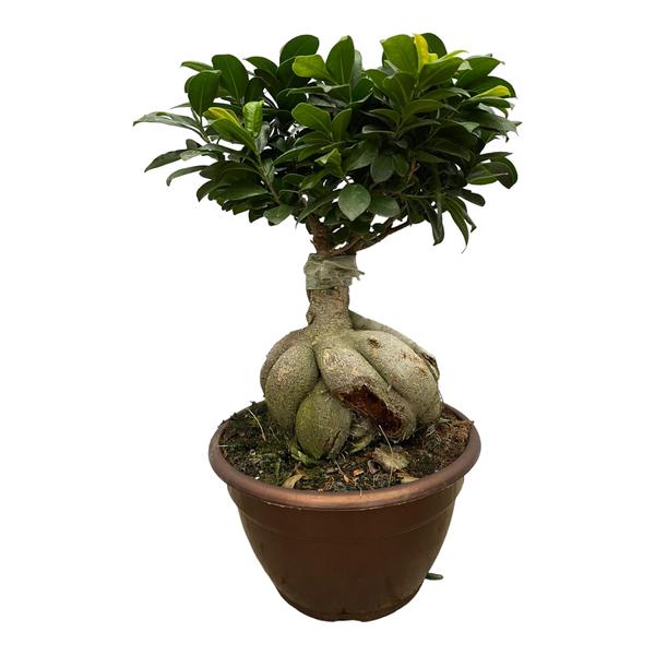 Ficus Microcarpa Ginseng - 50 cm - ¯25cm