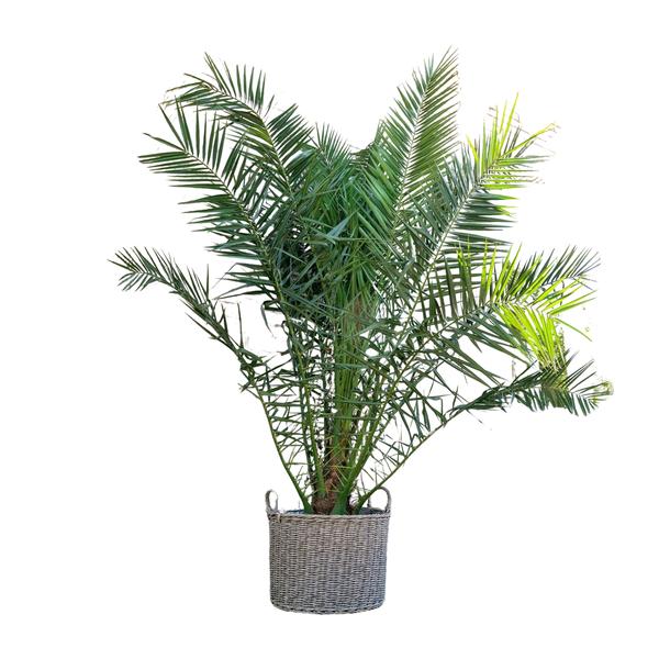 Phoenix Canariensis - 300cm - ¿50