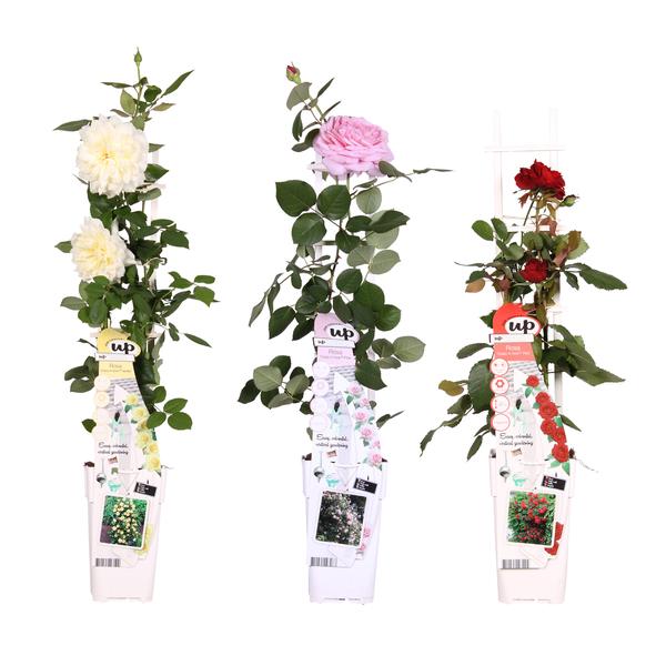 3x - Rosa mix - _65cm - ¯15