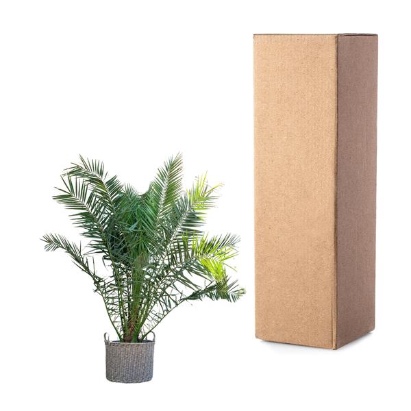 Phoenix Canariensis - 300cm - ¿50