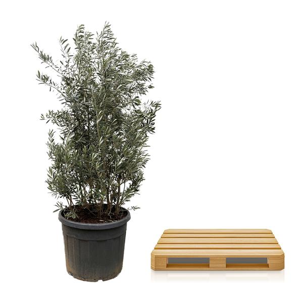 Olea Europaea struik - 225cm- ¯50