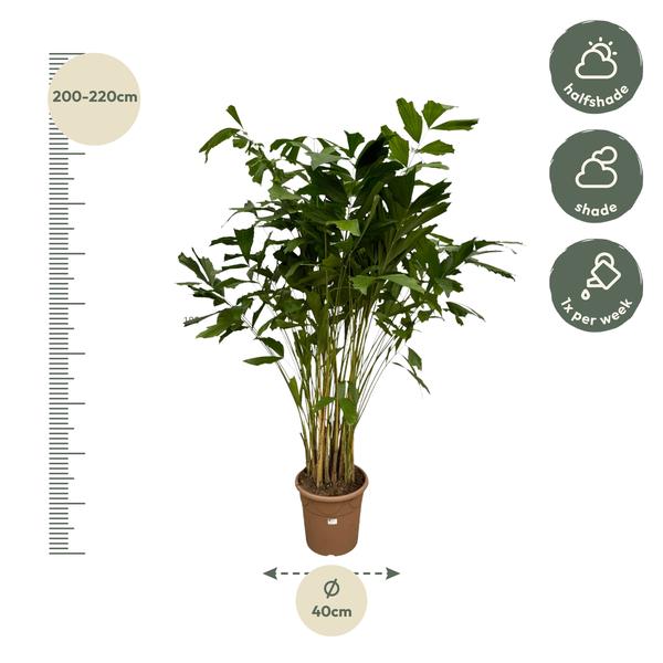 Caryota Mitis - 210 cm - Ø27cm