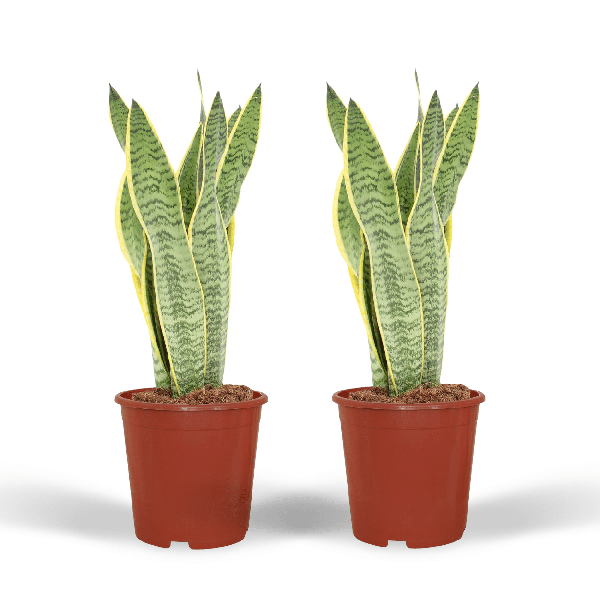 2x Sansevieria Laurentii - Vrouwentong - 40cm - ¿14