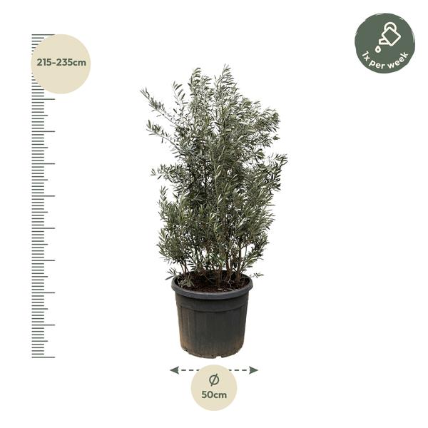 Olea Europaea struik - 225cm- ¯50