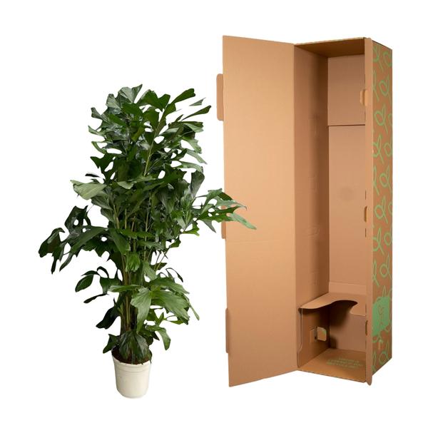 Caryota Mitis - 170 cm - ø24