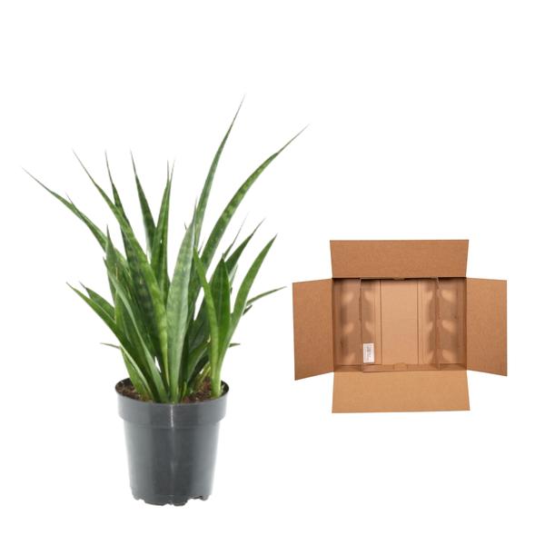 3x Sansevieria Kirkii - 38 cm - ¿12