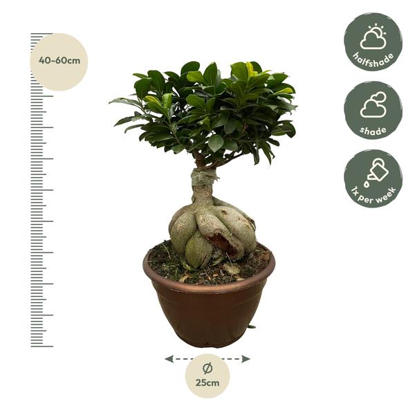 Ficus Microcarpa Ginseng - 50 cm - ¯25cm