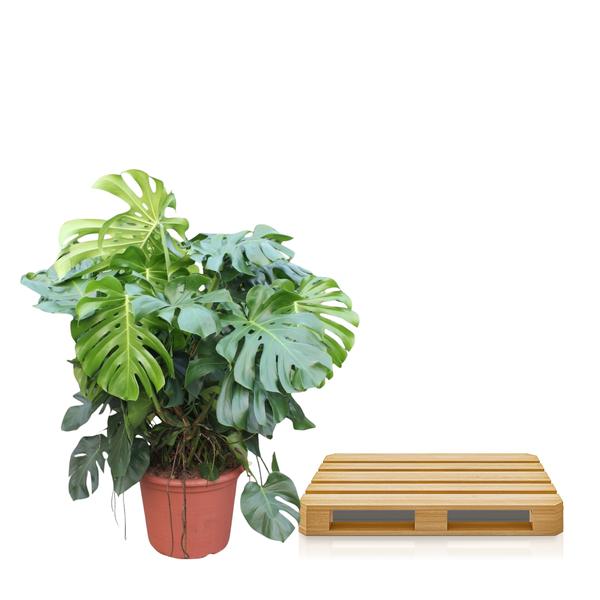 Monstera Deliciosa XXXL - 130 cm - ¿55