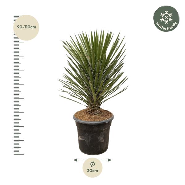 Yucca Filifera Australis - 100cm - ¿30