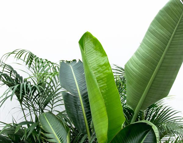 Voordeelpakket XXL - Kentia 200 cm, Strelitzia Nicolai 225 cm, Areca 200 cm