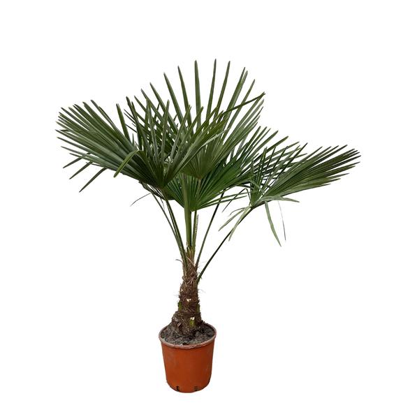 Trachycarpus - 120cm- ¯21