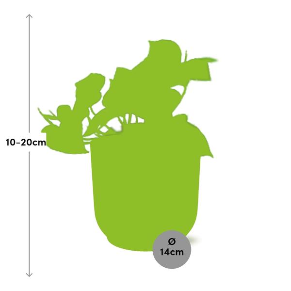 Epipremnum Pinnatum ÔAureumÕ in ELHO Vibes Fold 14cm geel