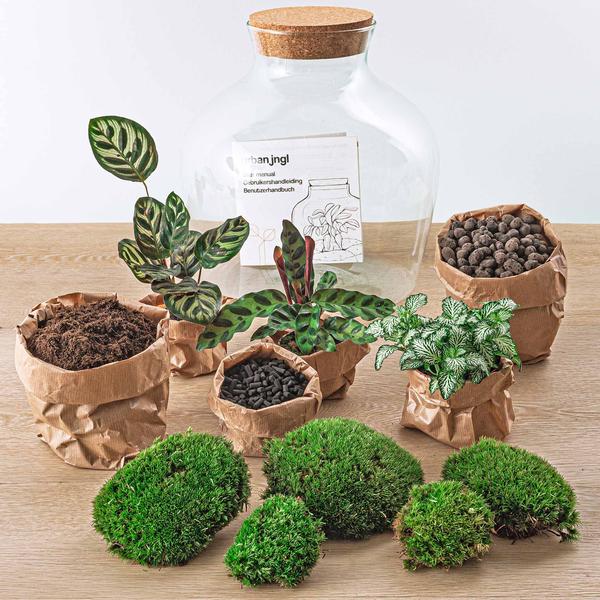DIY terrarium - Fat Joe - ↕ 30 cm - Normal