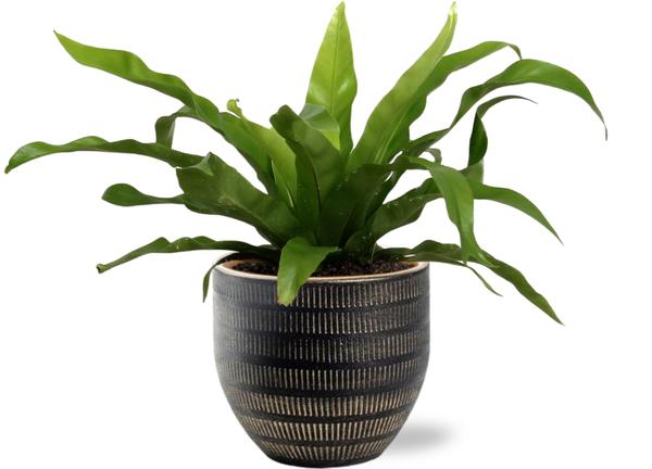 Asplenium Antiquum - Ø12cm - ↕25cm + Beau Pot D14x13cm - Zwart