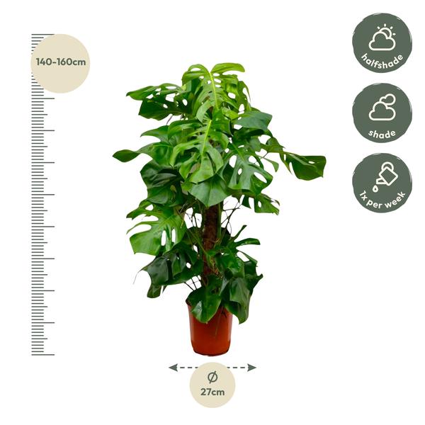 Monstera Deliciosa XXL - 150cm - _27