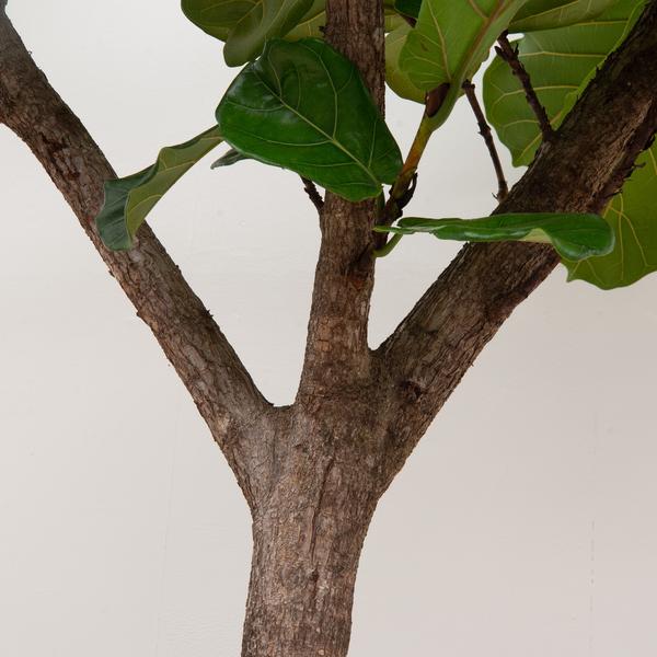 Ficus Lyrata boom XXXL - 300cm - ¿55
