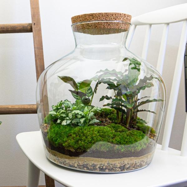DIY terrarium - Fat Joe - ↕ 30 cm - Normal
