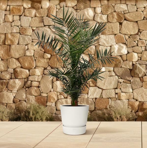 Phoenix Canariensis - 130cm- ¿20