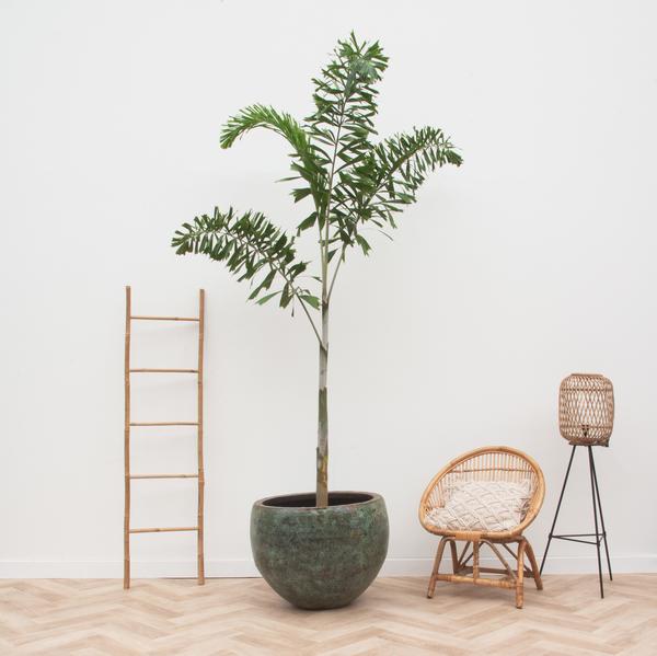 Wodyetia Bifurcata - 240cm - ¿50