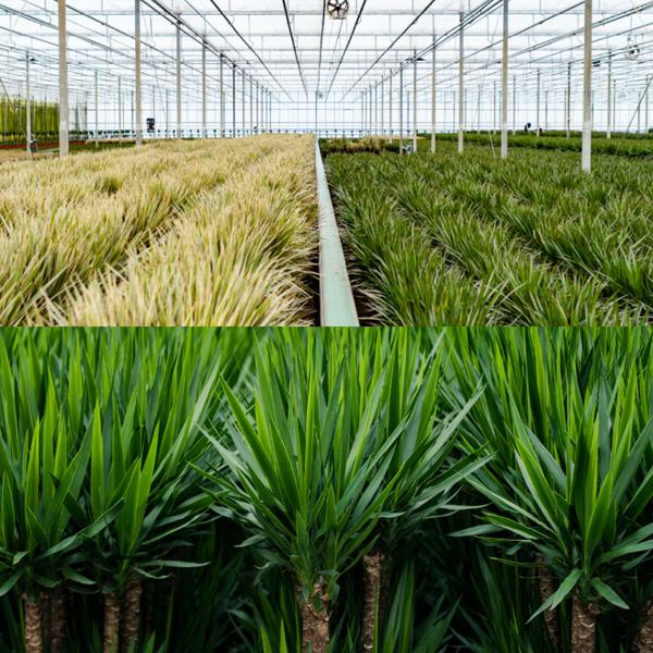 Dracaena _70cm - ¯17cm + Yucca _90cm - ¯17cm
