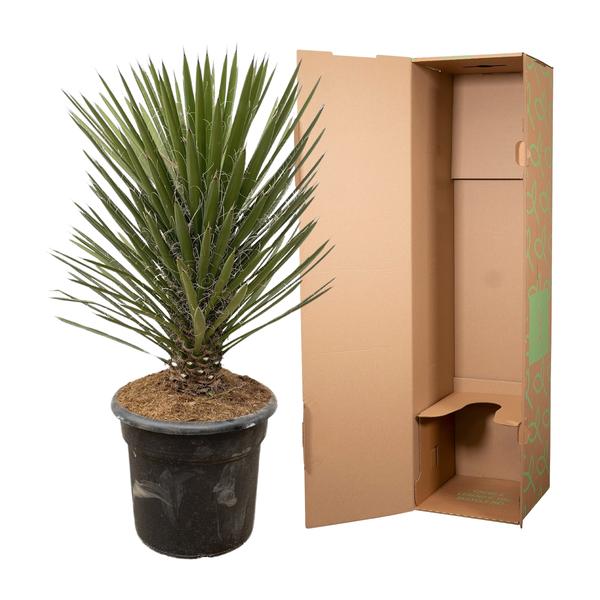 Yucca Filifera Australis - 100cm - ¿30
