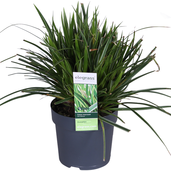 Carex morrowii 'Ice Dance' - Ø14cm - ↕30cm