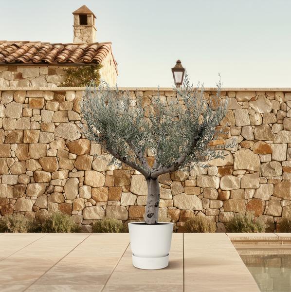 Olea Europaea Cultivo - 250cm- ¯80