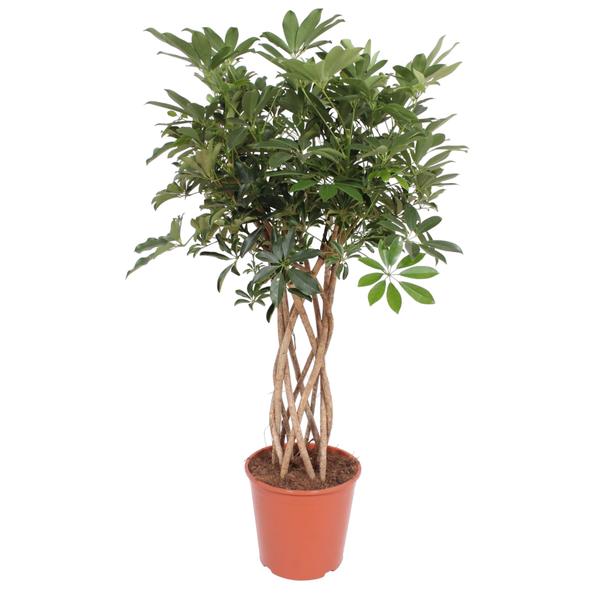 Schefflera Arboricola Compacta gevlochten stam - 130 cm - ¿30