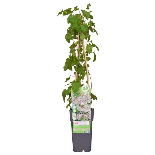 Fallopia baldschuanica - Bruidsluier - Ø15cm - ↕65cm
