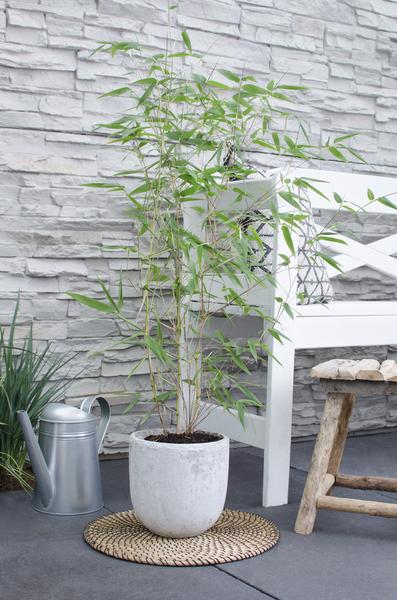 Phyllostachys 'Bissetii' - Groene stam bamboe - Ø14cm - ↕40cm