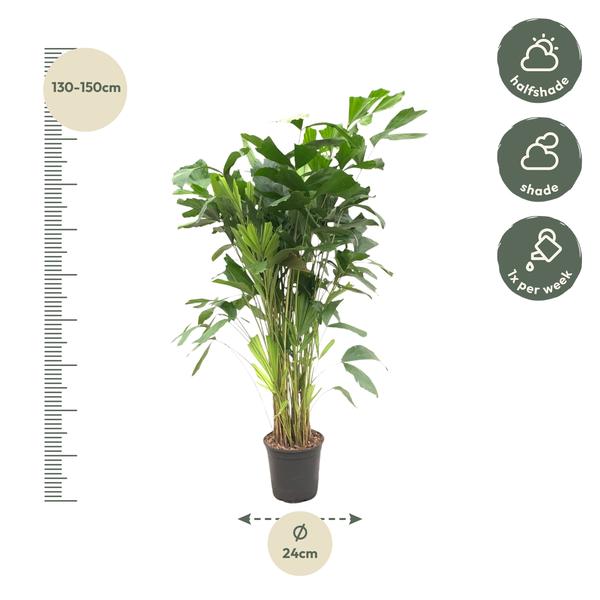 Caryota Mitis - 140 cm - Ø24
