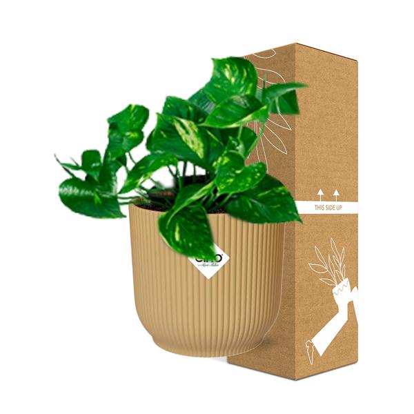 Epipremnum Pinnatum ÔAureumÕ in ELHO Vibes Fold 14cm geel