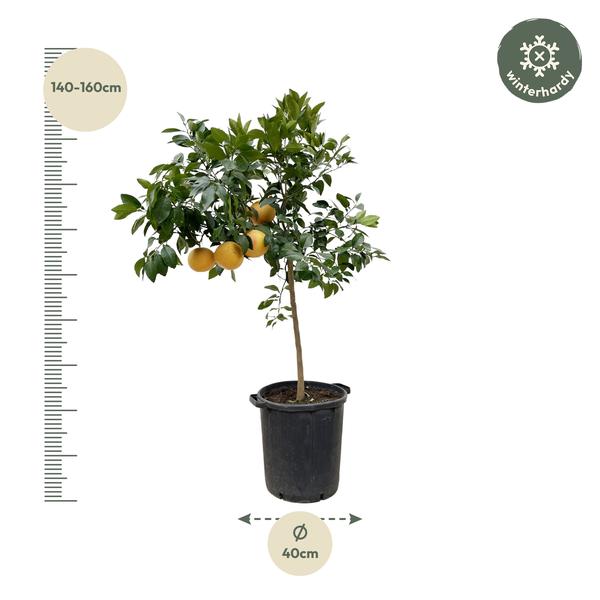 Citrus Pompelmo - 150 cm - ¿40