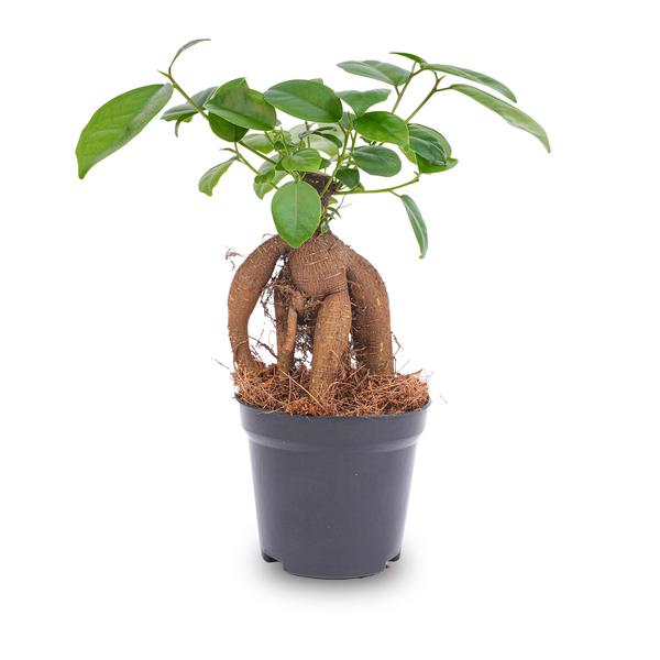 Ficus microcarpa ginseng bonsai - Potmaat 9