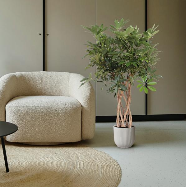 Schefflera Arboricola Compacta gevlochten stam - 130 cm - ¿30